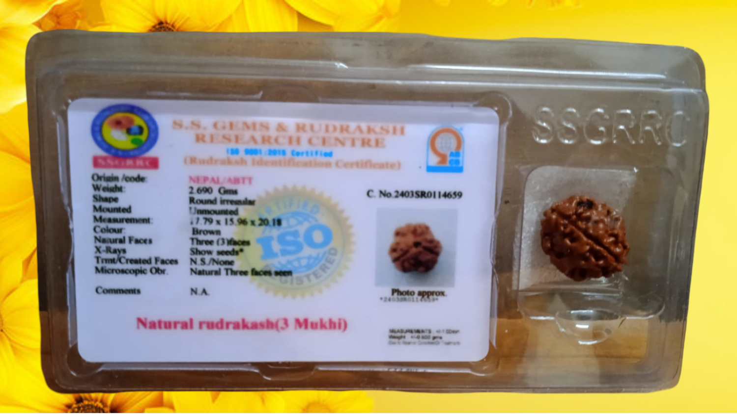 3 Mukhi Rudraksha – Natural & Certified/3 मुखी रुद्राक्ष