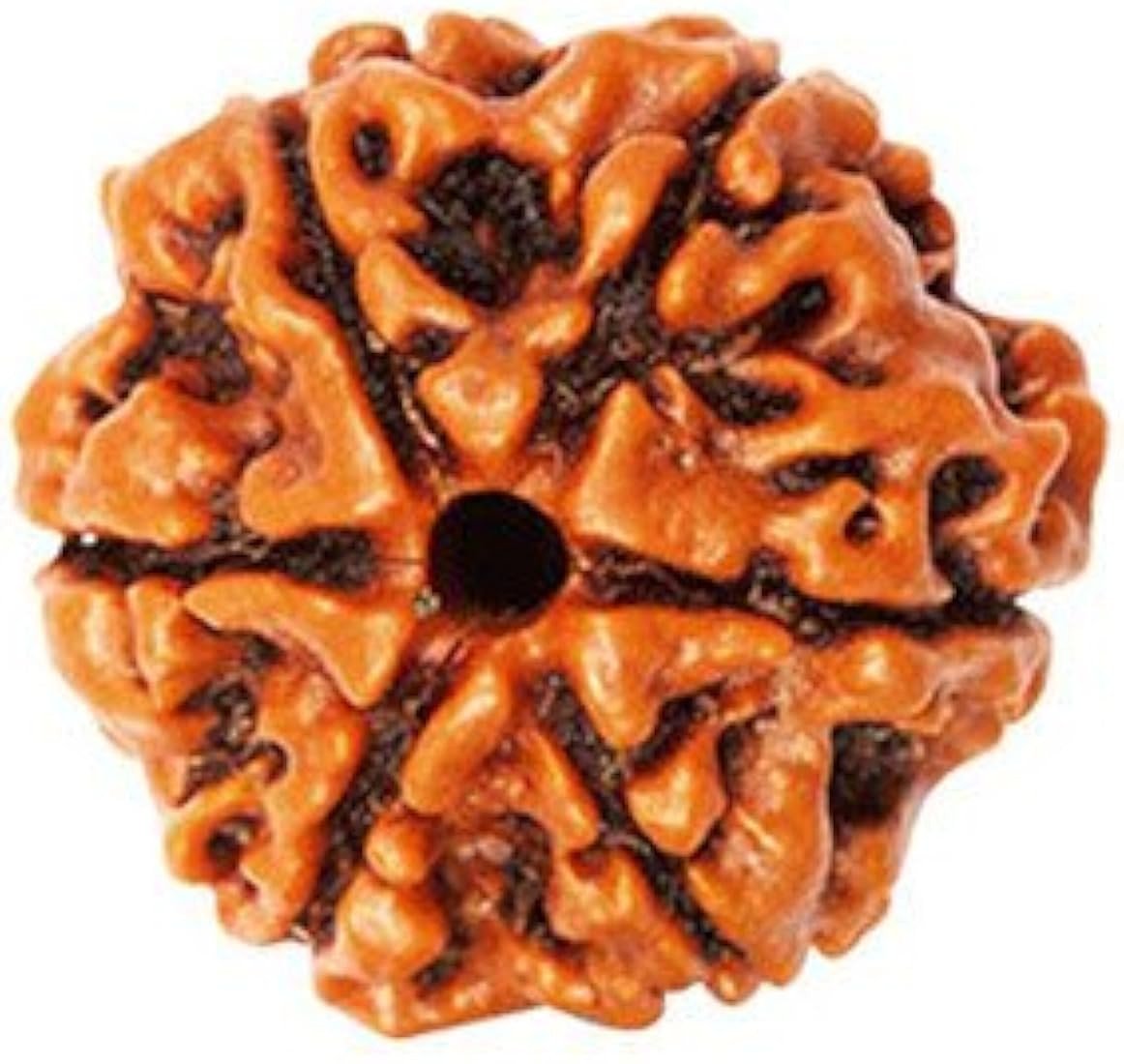 Certified 6 Mukhi Rudraksha (Six-Face Rudrakshaप्रमाणित 6 मुखी रुद्राक्ष (छः मुखी रुद्राक्ष