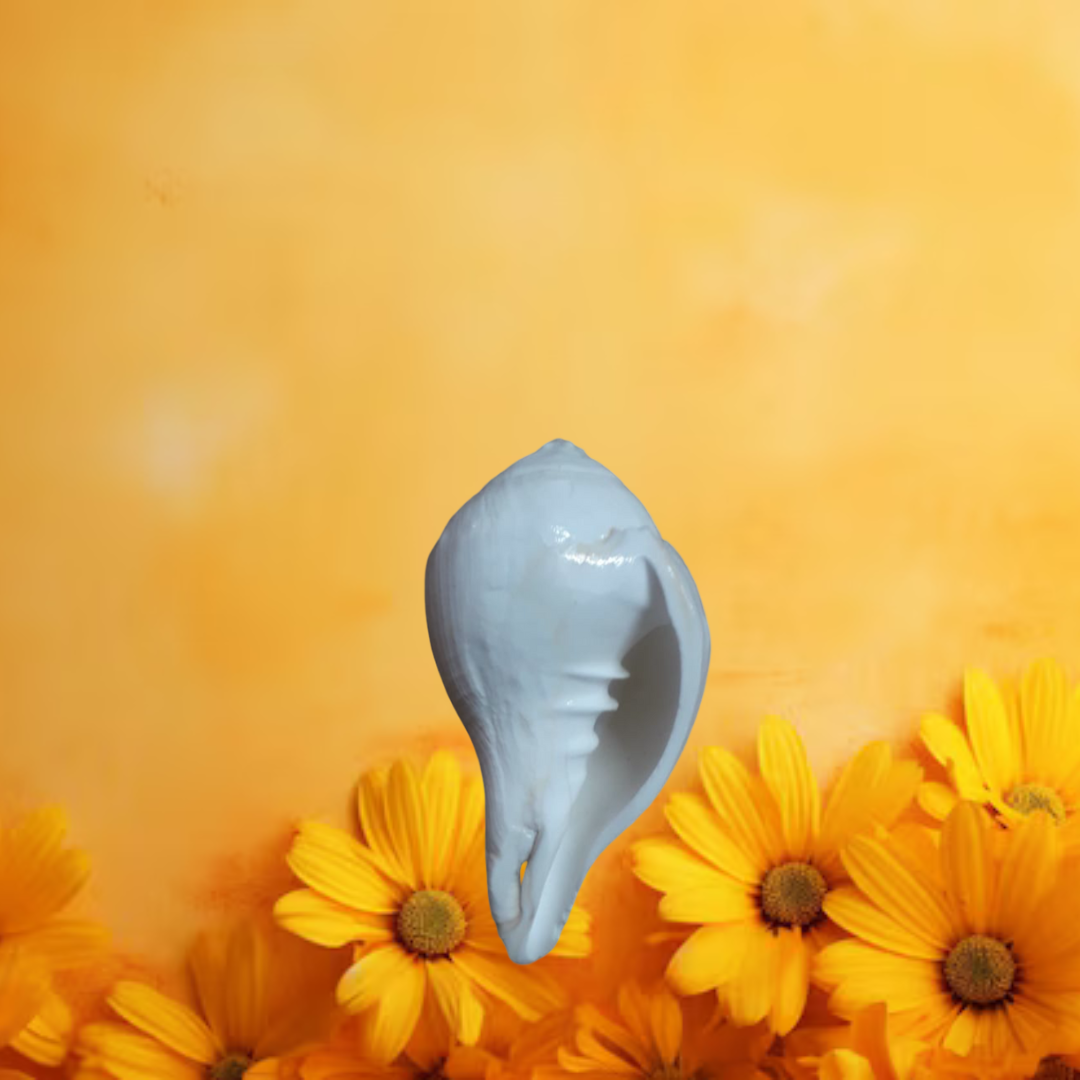 PUJA SHANKHA (SOUTH-FACING)/दक्षिणमुखी पूजा शंख