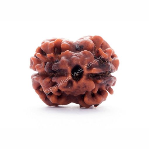 Certified 2 Mukhi Rudraksha (Two-Face Rudraksha)/प्रमाणित 2 मुखी रुद्राक्ष (दो मुखी रुद्राक्ष)