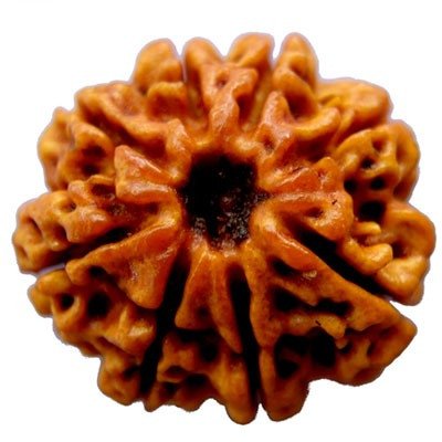 Certified 8 Mukhi Rudraksha (Eight-Face Rudraksha)/प्रमाणित 8 मुखी रुद्राक्ष (आठ मुखी रुद्राक्ष)