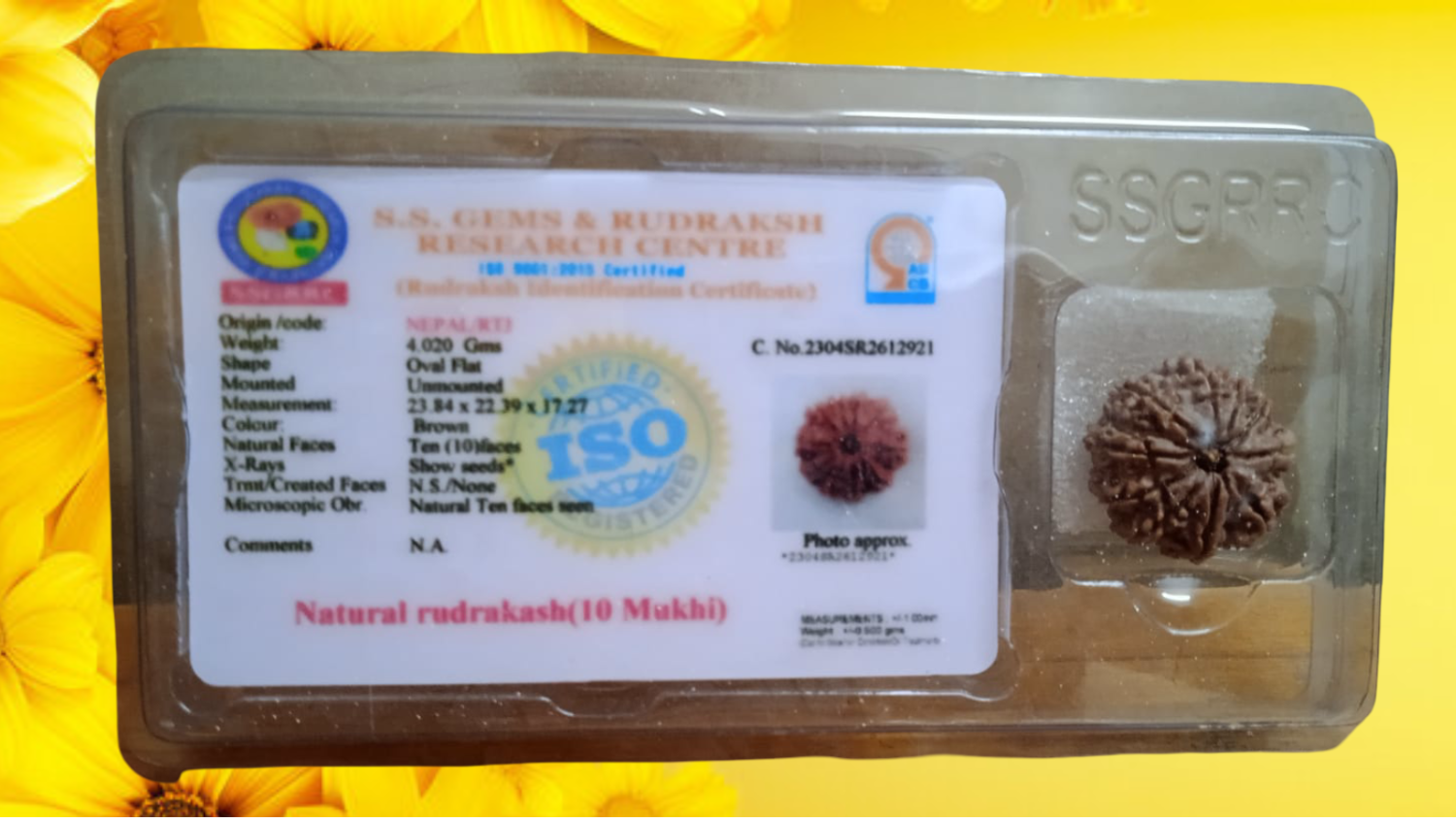 10 Mukhi Rudraksha – Certified & Natural/10 मुखी रुद्राक्ष